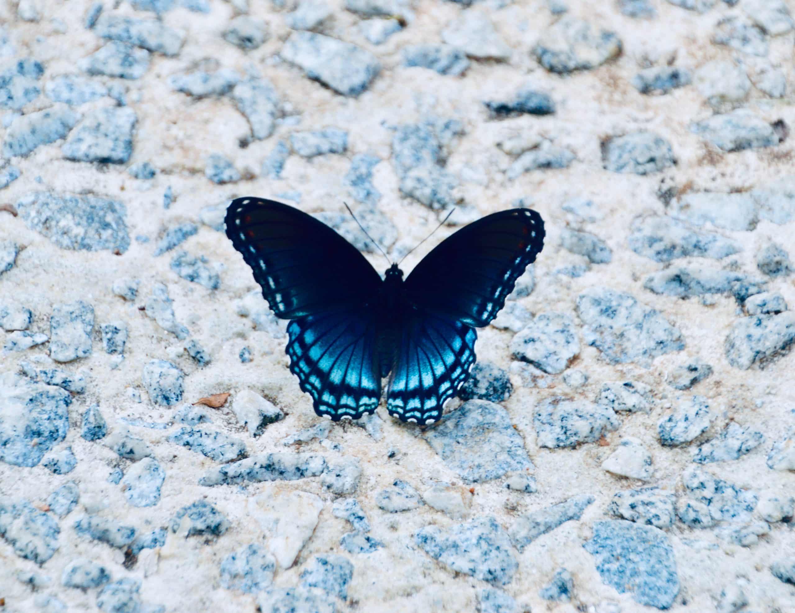 Papillon-bleu