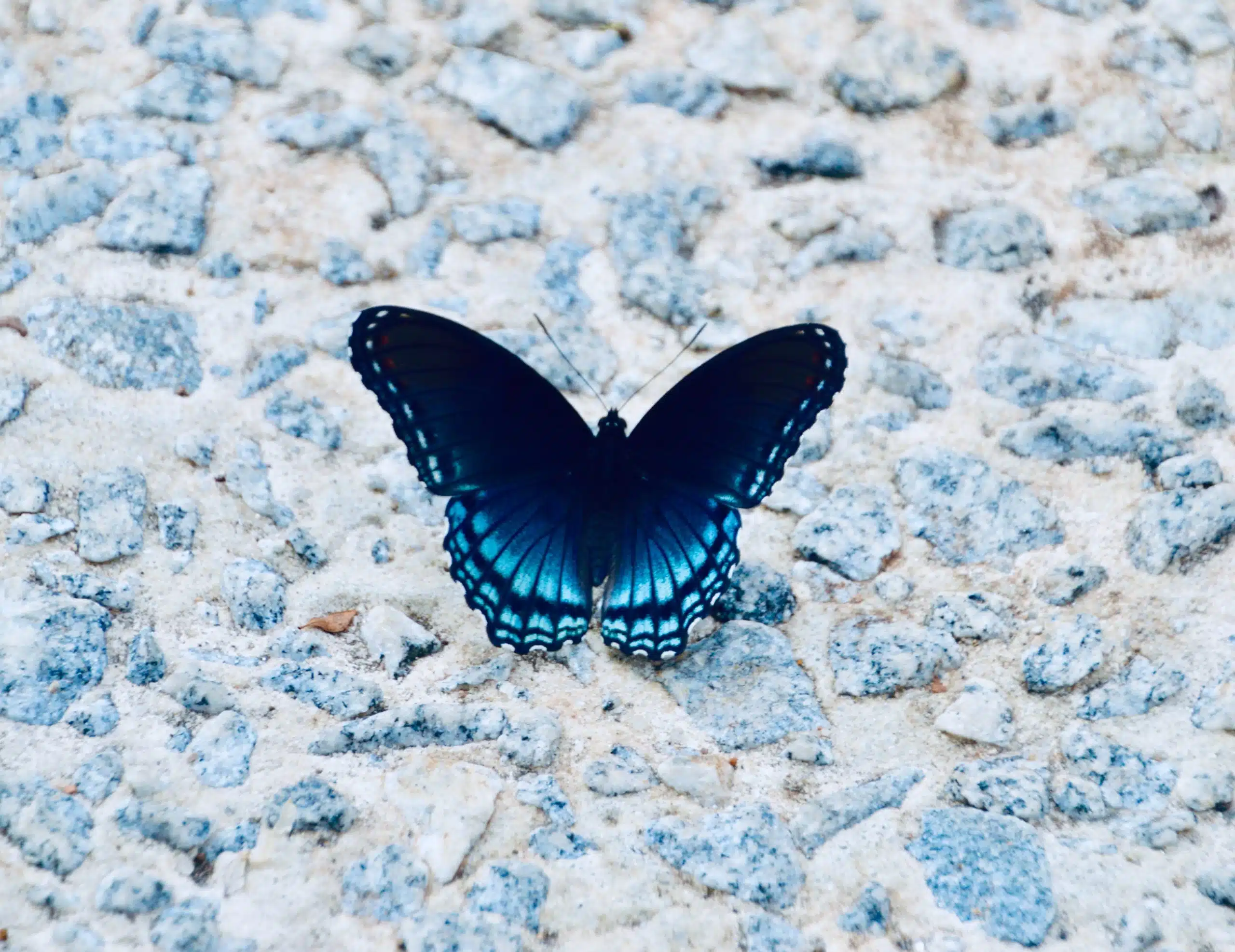 Papillon-bleu