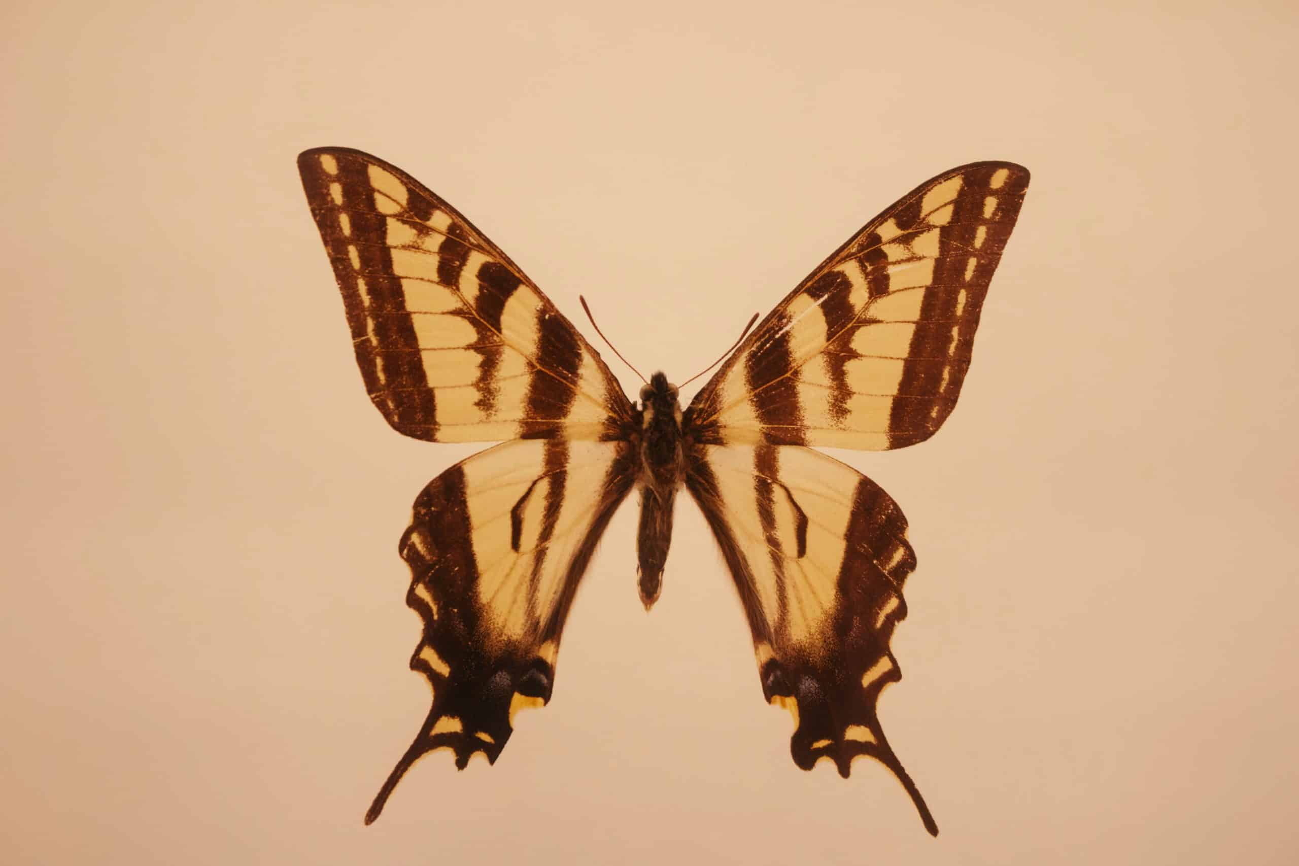 Papillon-jaune