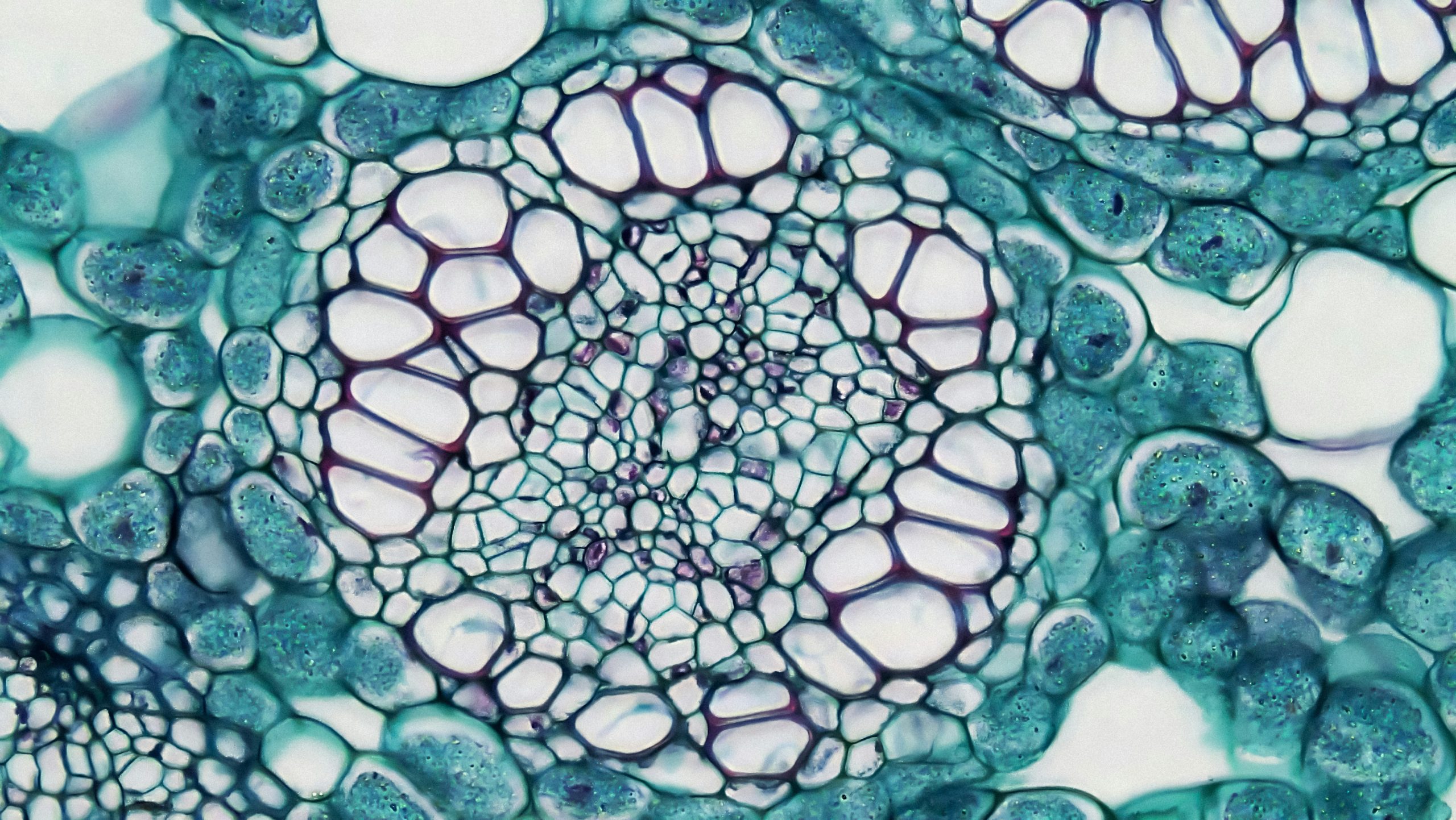 Cellules