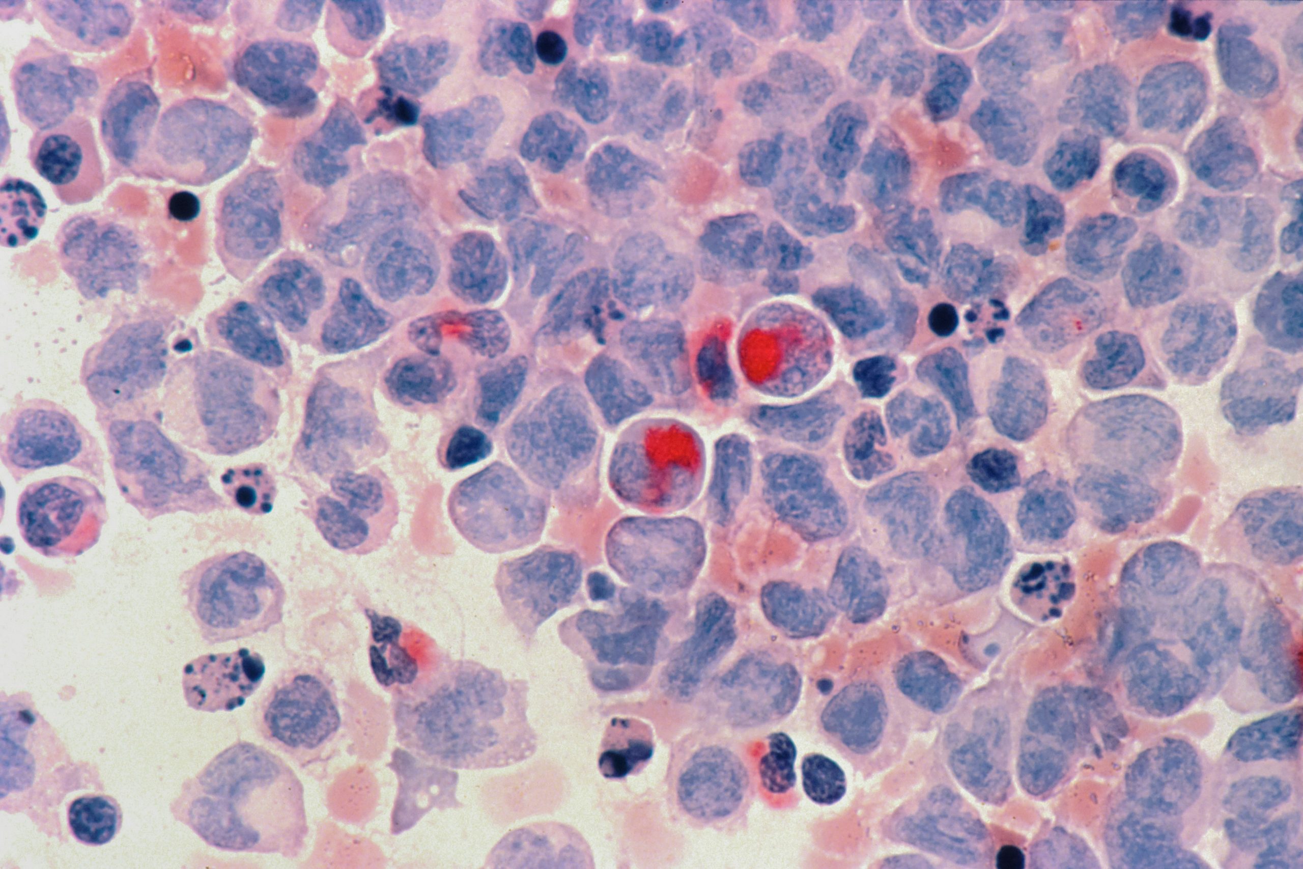 Cellules